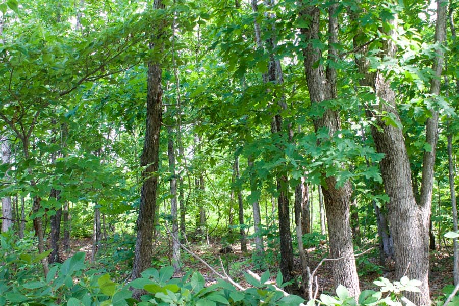 Thunder Mountain Ranch Tract 21 photo 12