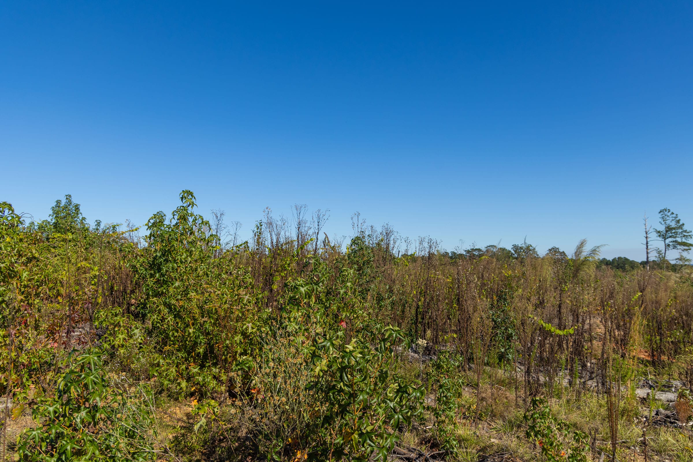 Meyer’s Ridge Tract 40 photo 9