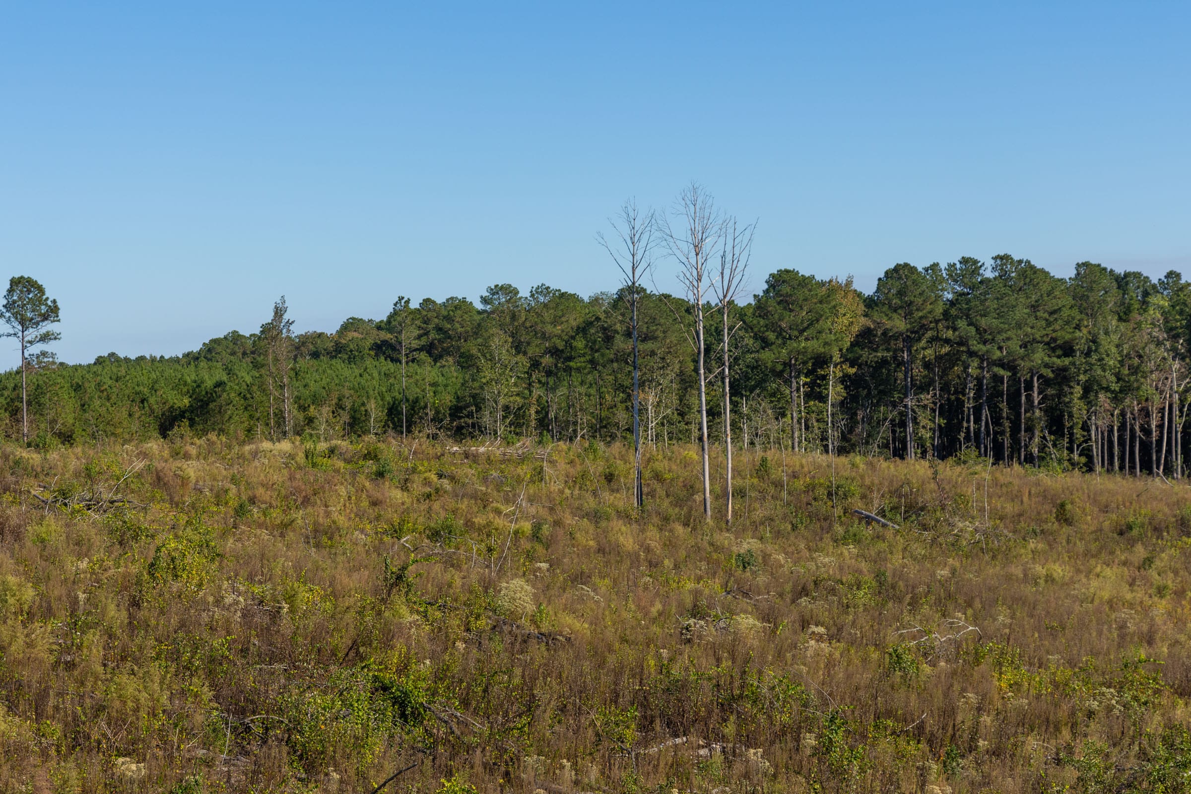 Meyer’s Ridge Tract 40 photo 5