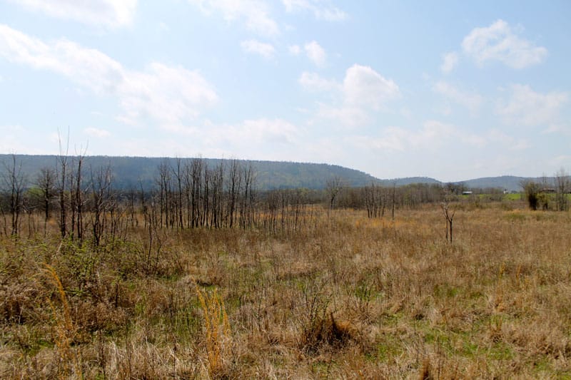 Daisy Meadows Tract 17 photo 6