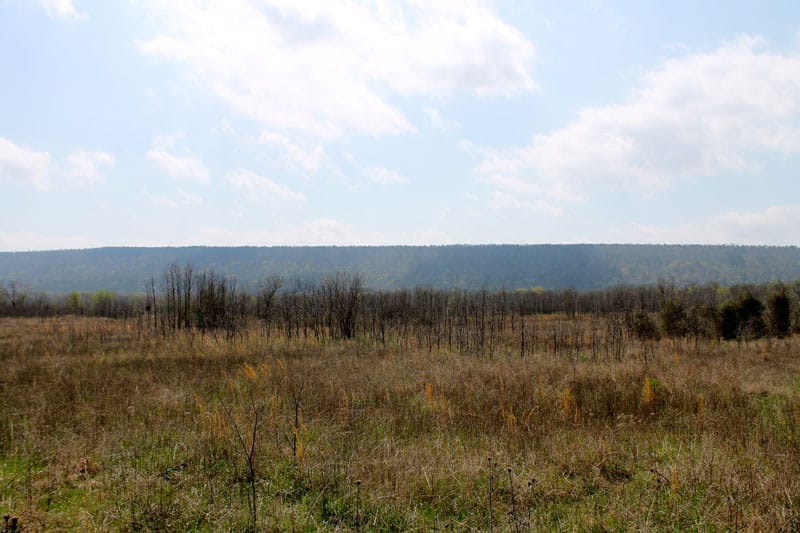 Daisy Meadows Tract 17 photo 8