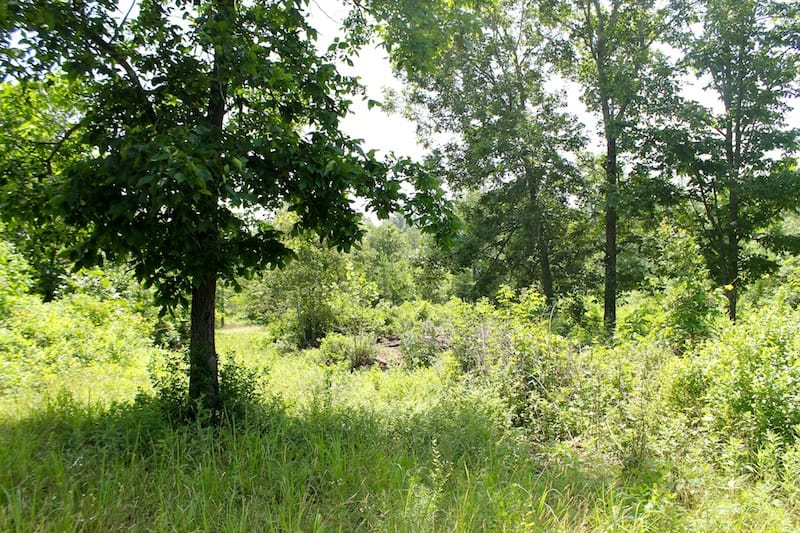 Green Mountain Ranch Tract 24 photo 1