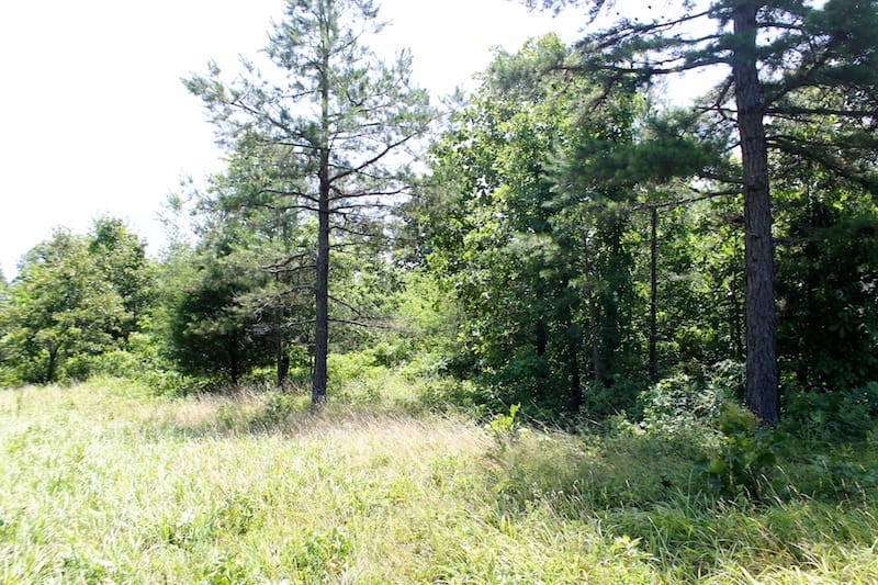 Green Mountain Ranch Tract 24 photo 5
