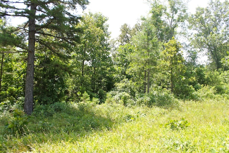 Green Mountain Ranch Tract 24 photo 6