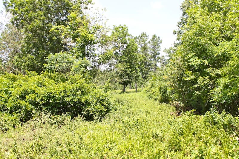 Green Mountain Ranch Tract 24 photo 8