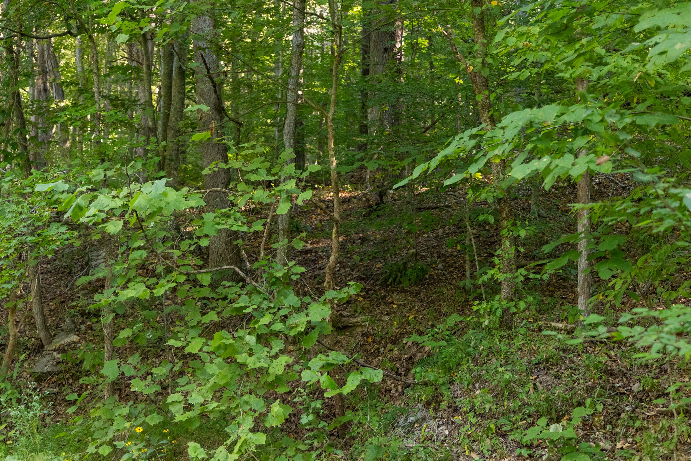 Big White Oak Tract 82 photo 9