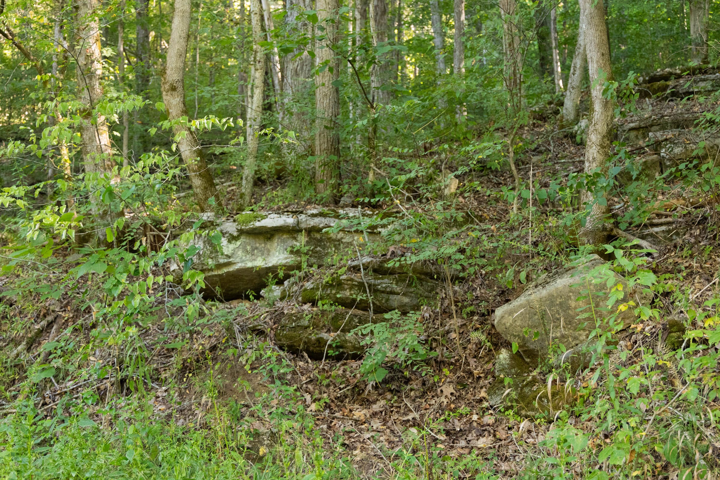 Big White Oak Tract 82 photo 7