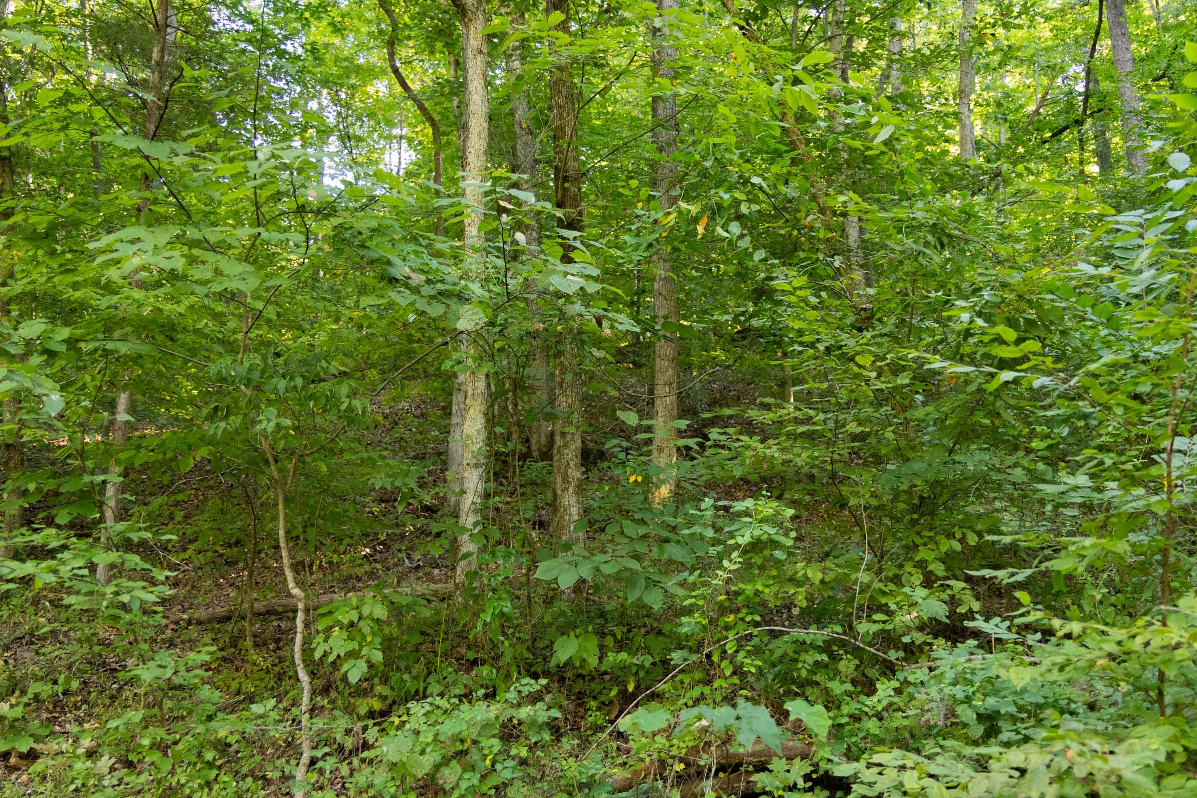 Big White Oak Tract 82 photo 6
