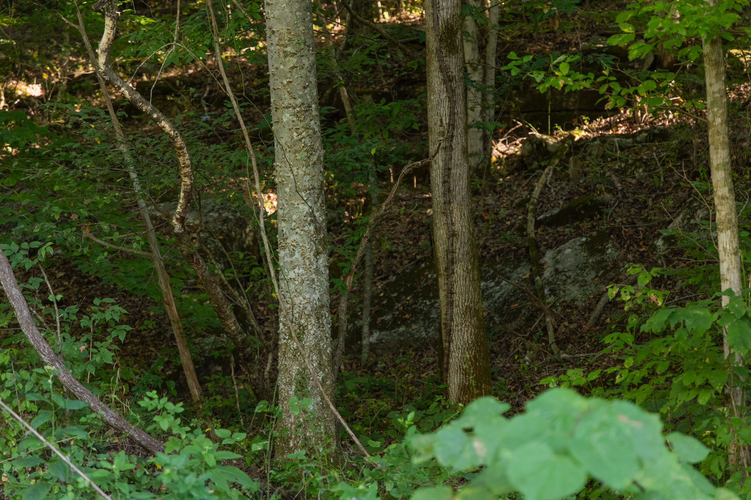 Big White Oak Tract 82 photo 5