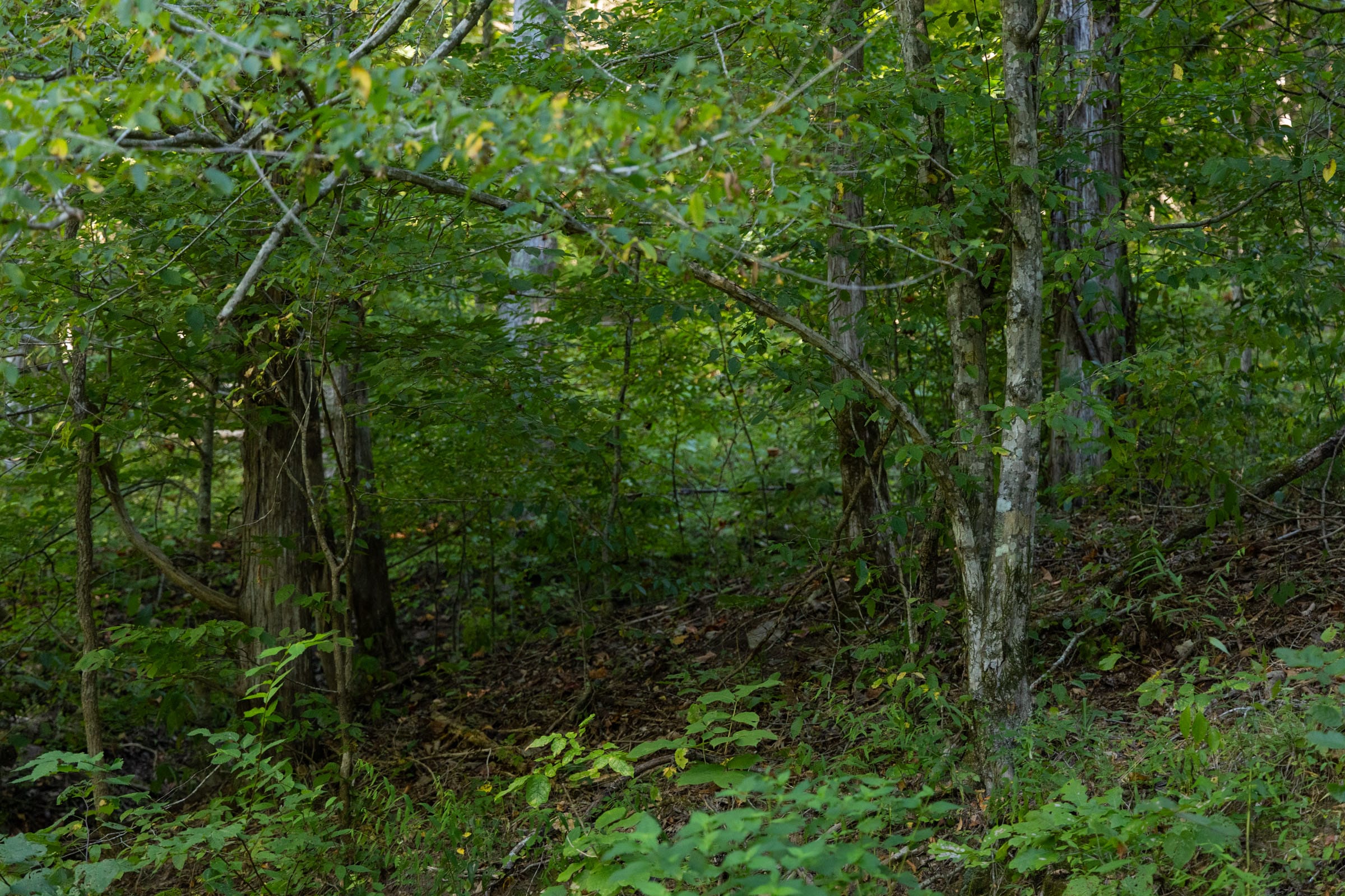 Big White Oak Tract 82 photo 4