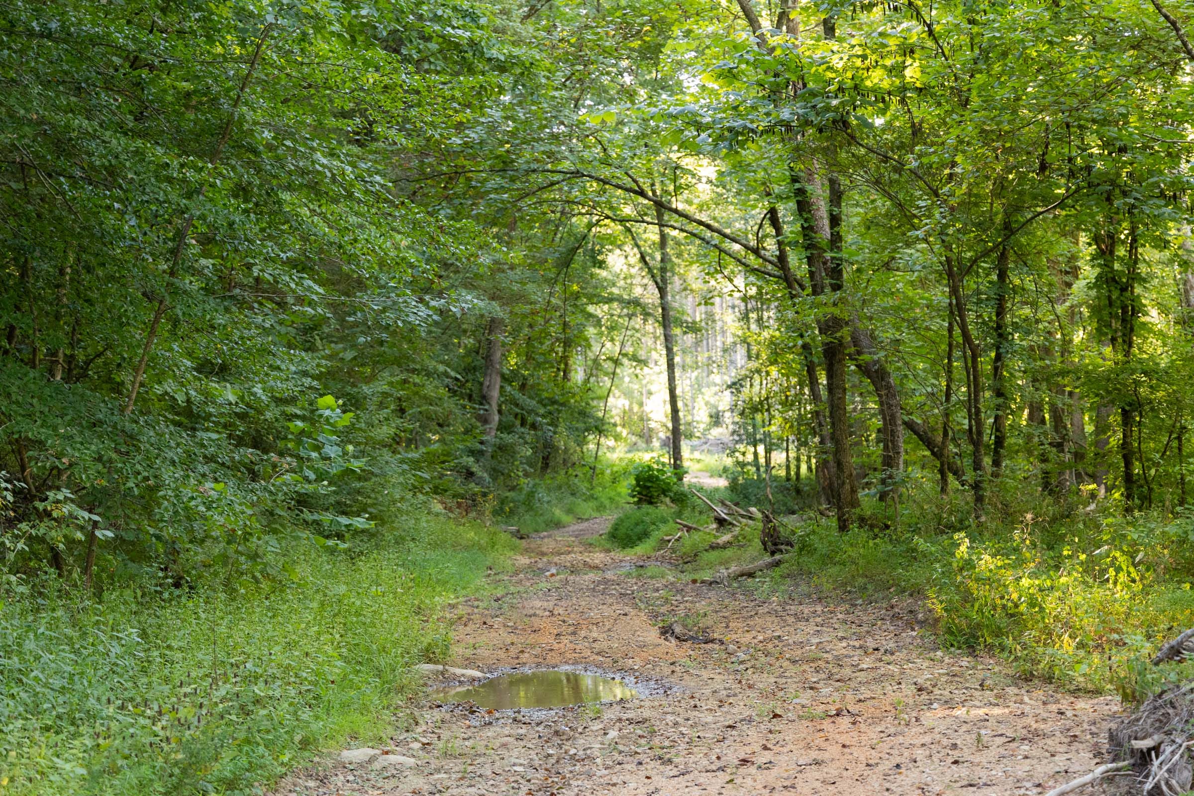 Big White Oak Tract 82 photo 2