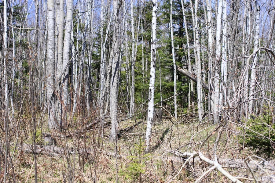 Abby Point Tract 9 photo 7