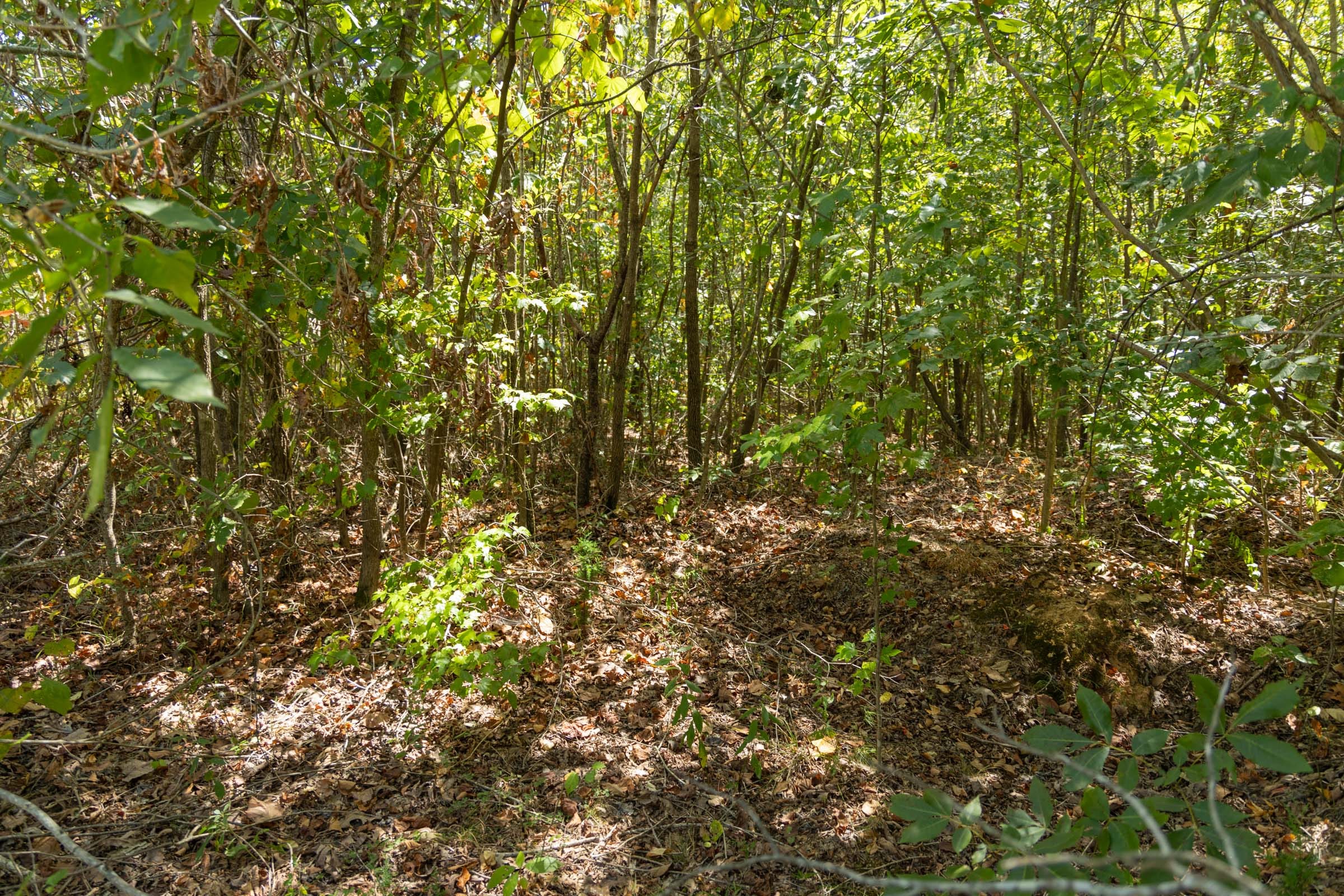 Big White Oak Tract 57 photo 10