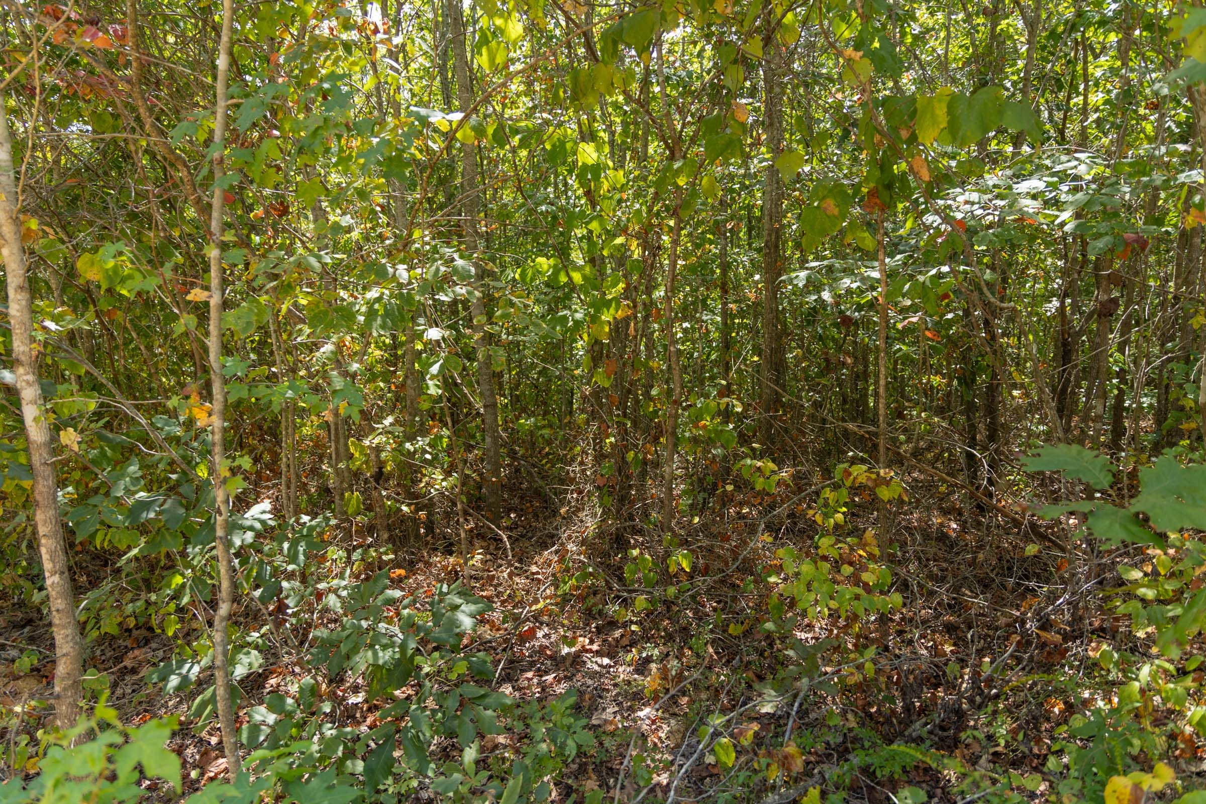 Big White Oak Tract 57 photo 2