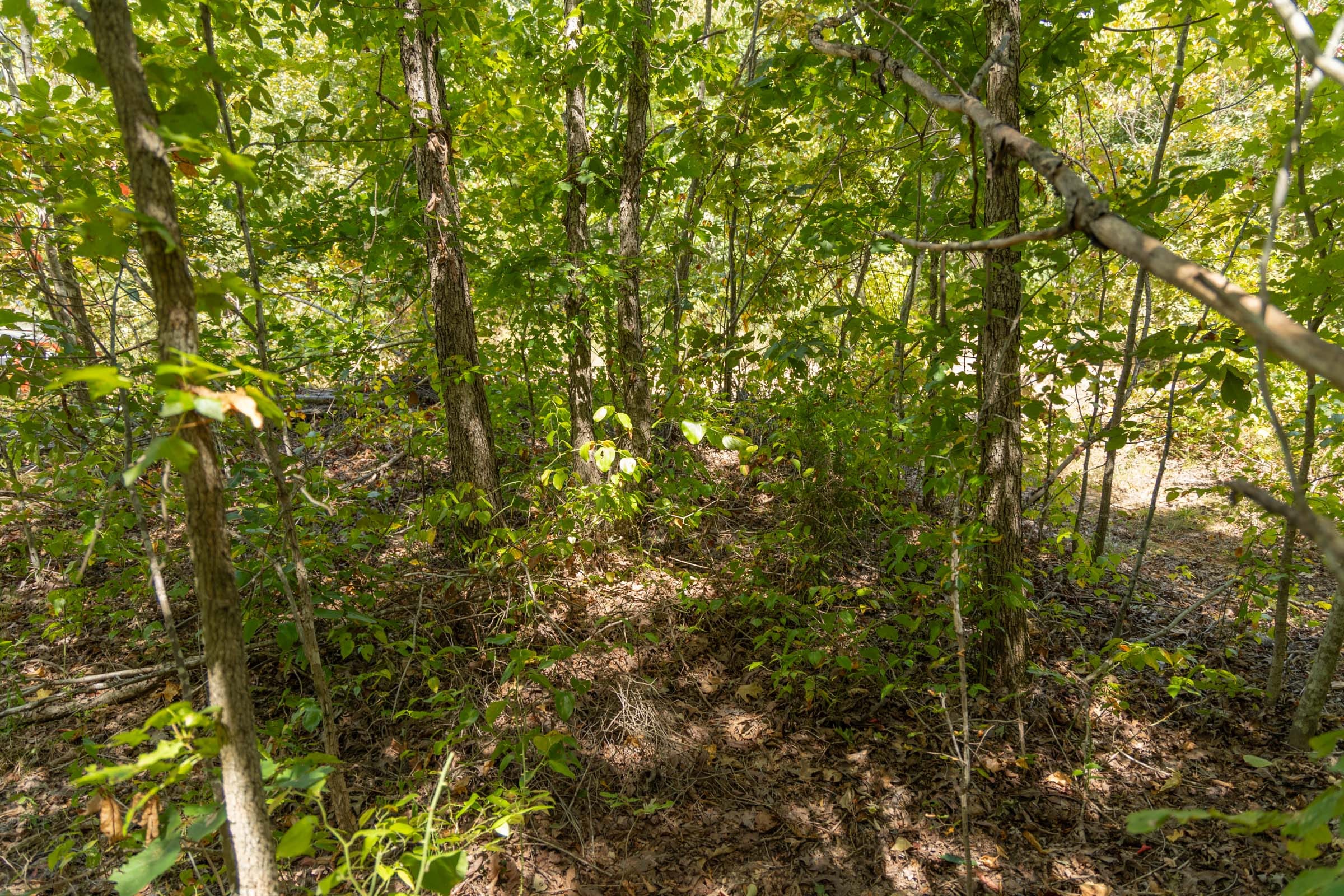 Big White Oak Tract 57 photo 3