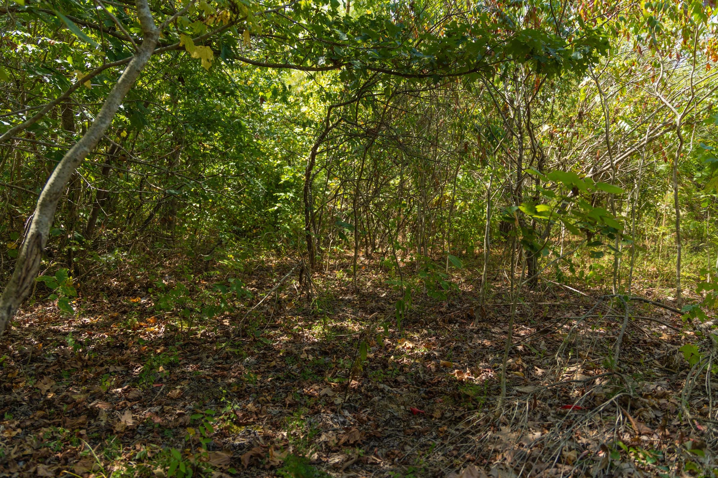 Big White Oak Tract 57 photo 5