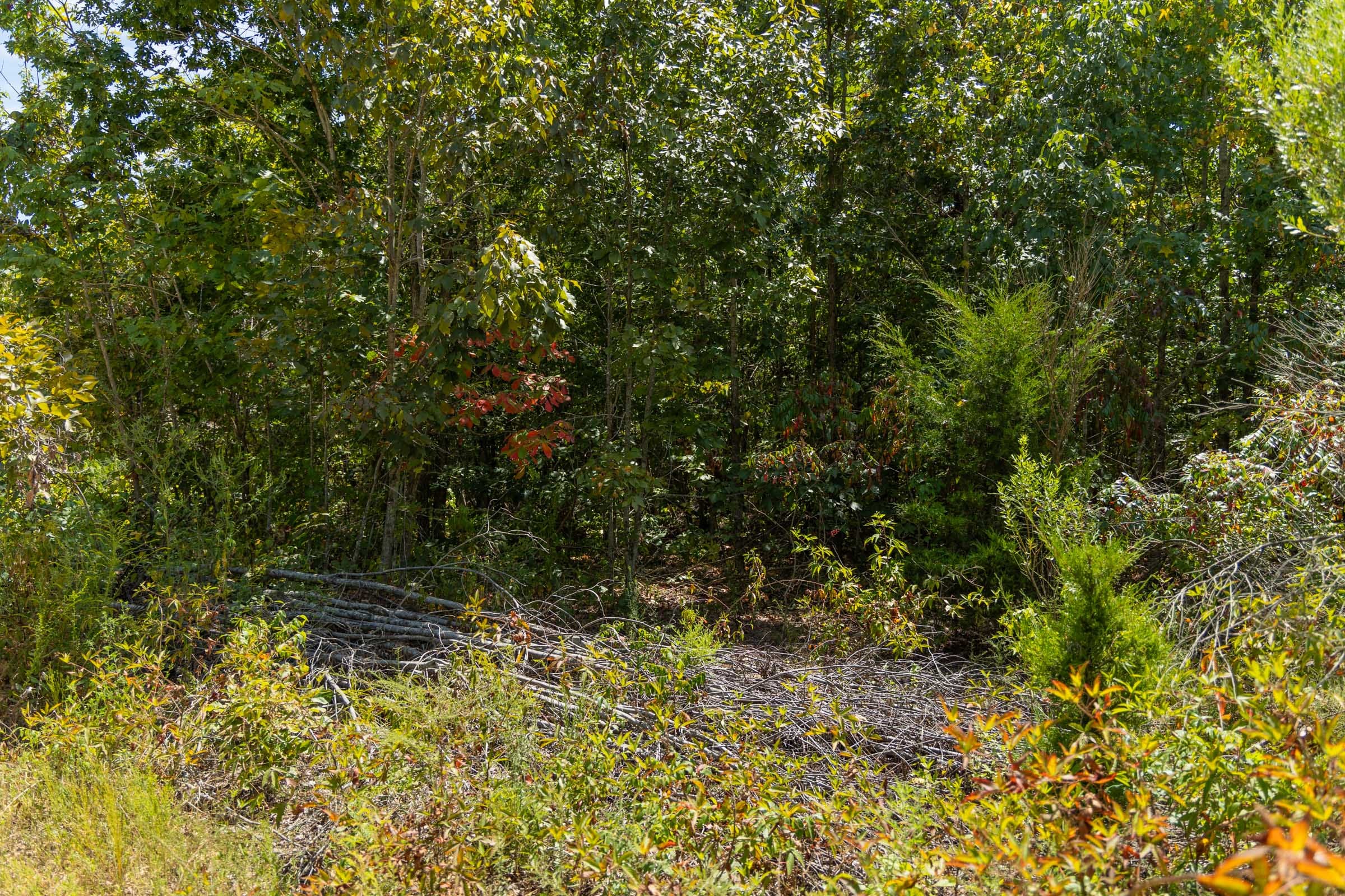 Big White Oak Tract 57 photo 6