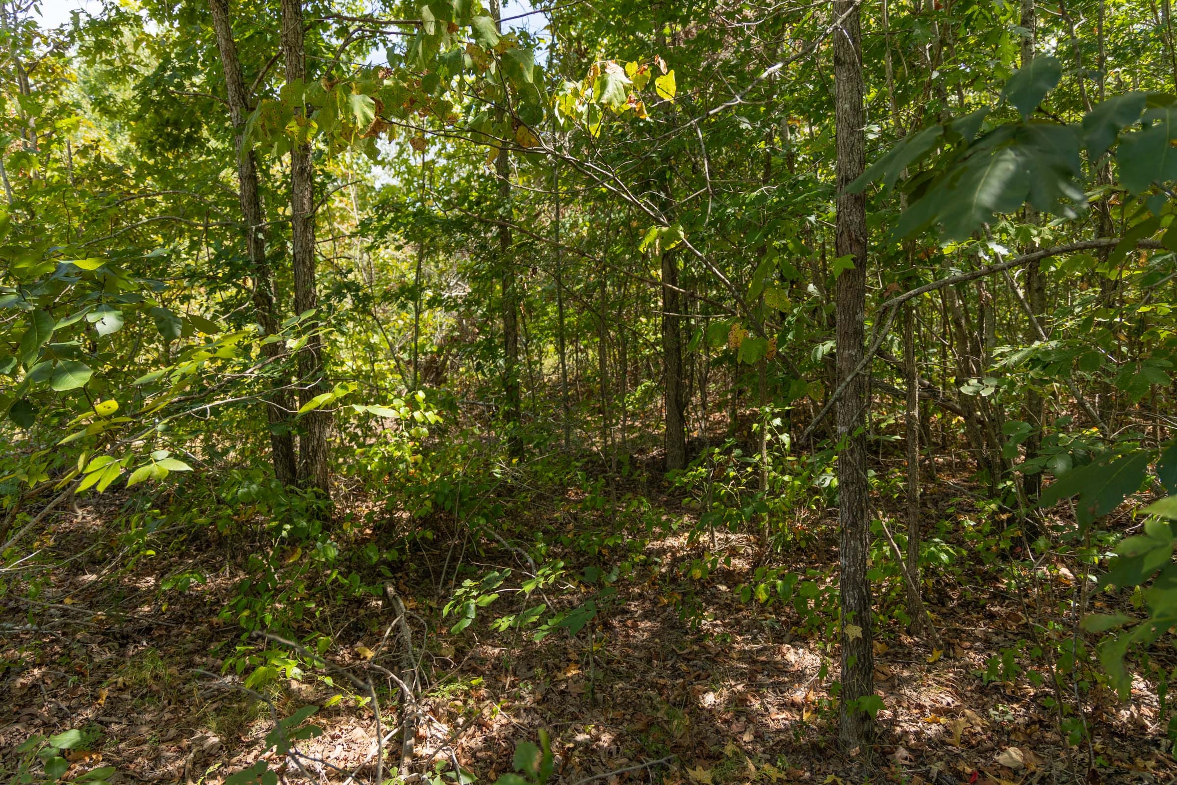 Big White Oak Tract 57 photo 7