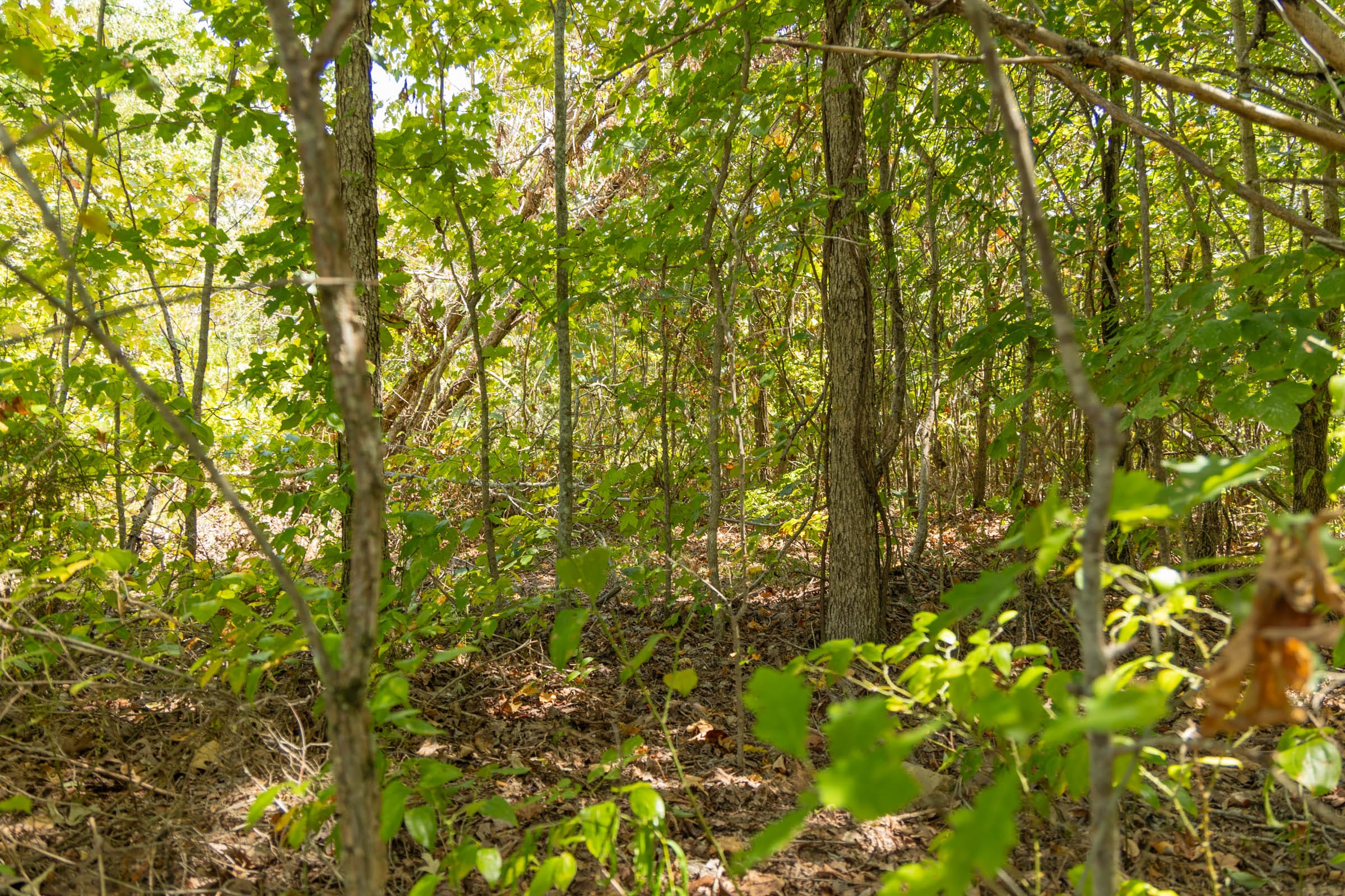 Big White Oak Tract 57 photo 8