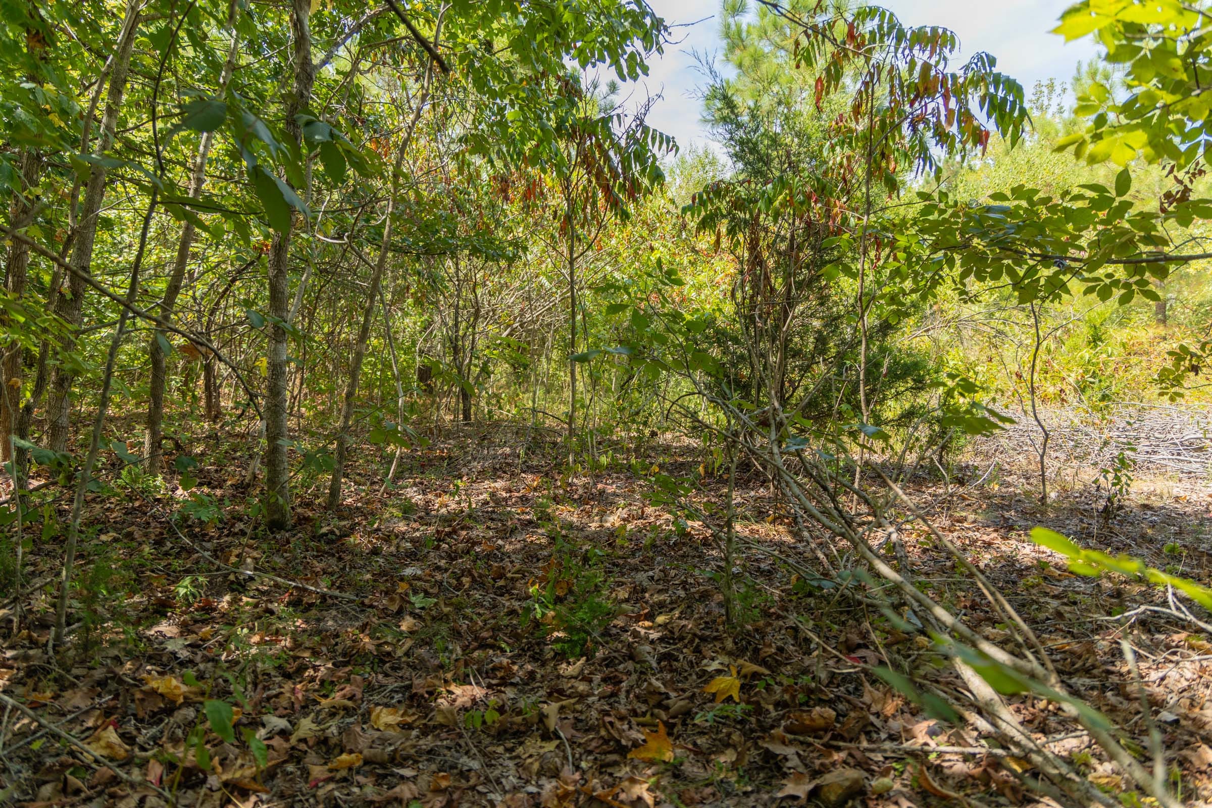 Big White Oak Tract 57 photo 9