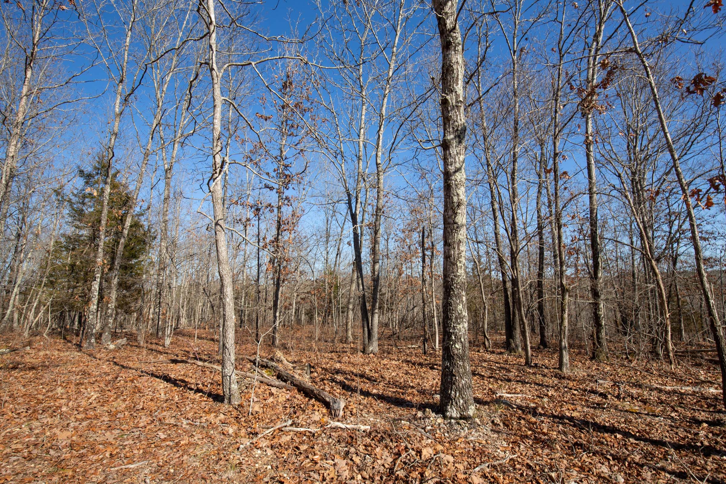 O’Connor Crossing Tract 13 photo 7