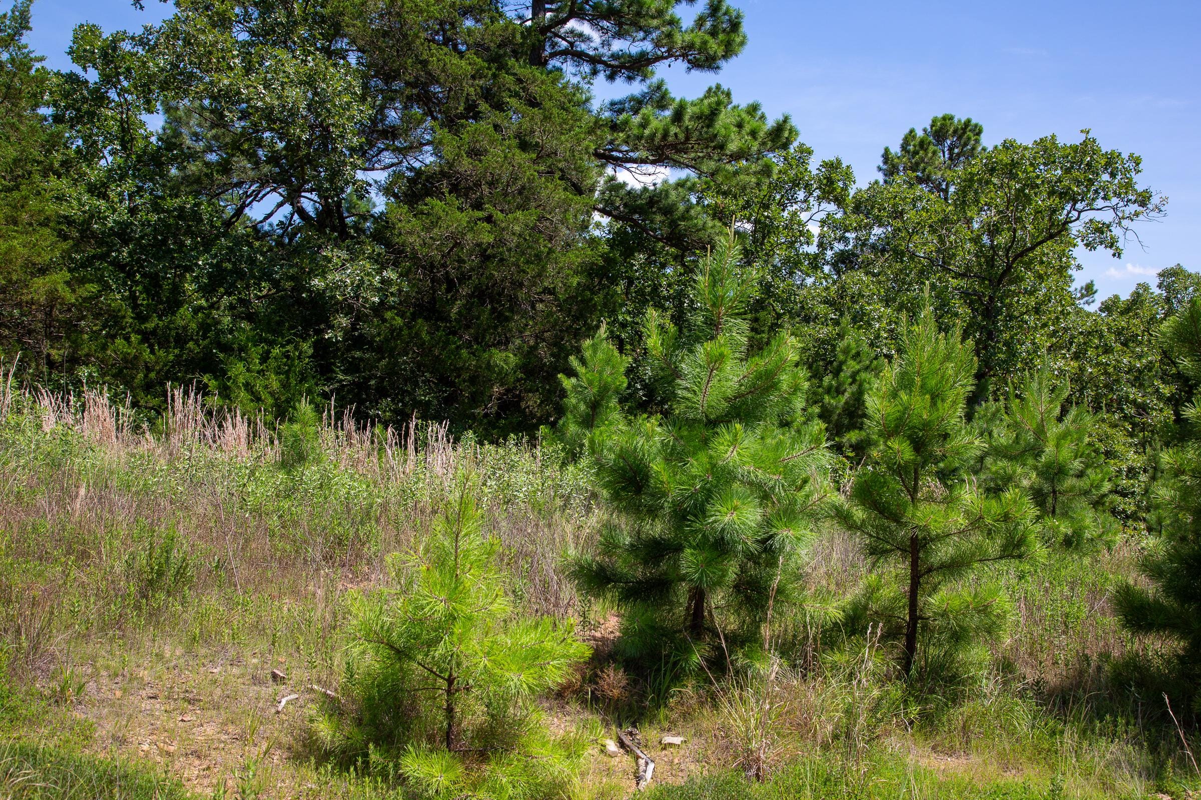 Tyler Stone Ranch Tract 39 photo 4