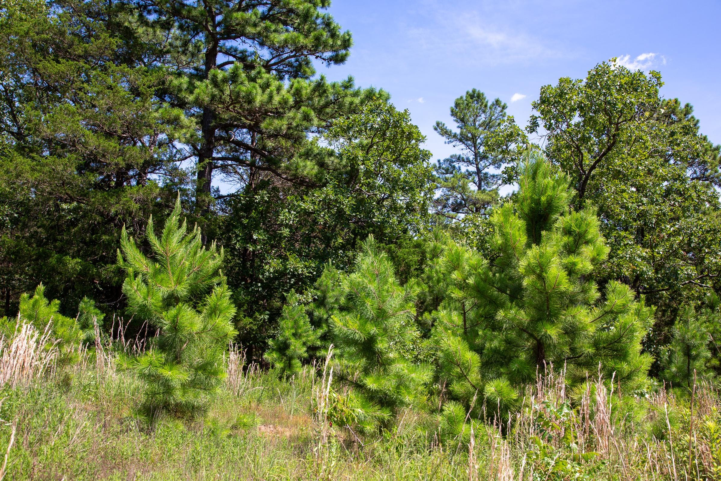 Tyler Stone Ranch Tract 39 photo 6