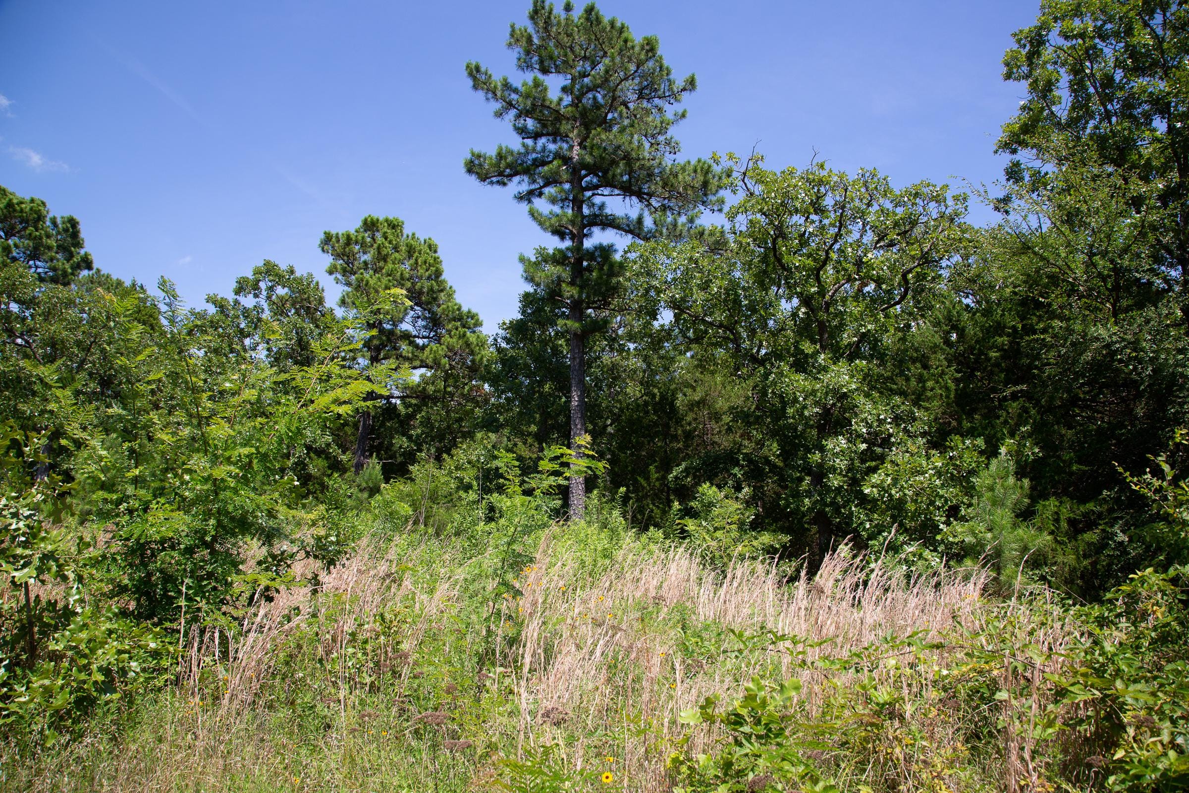 Tyler Stone Ranch Tract 39 photo 10