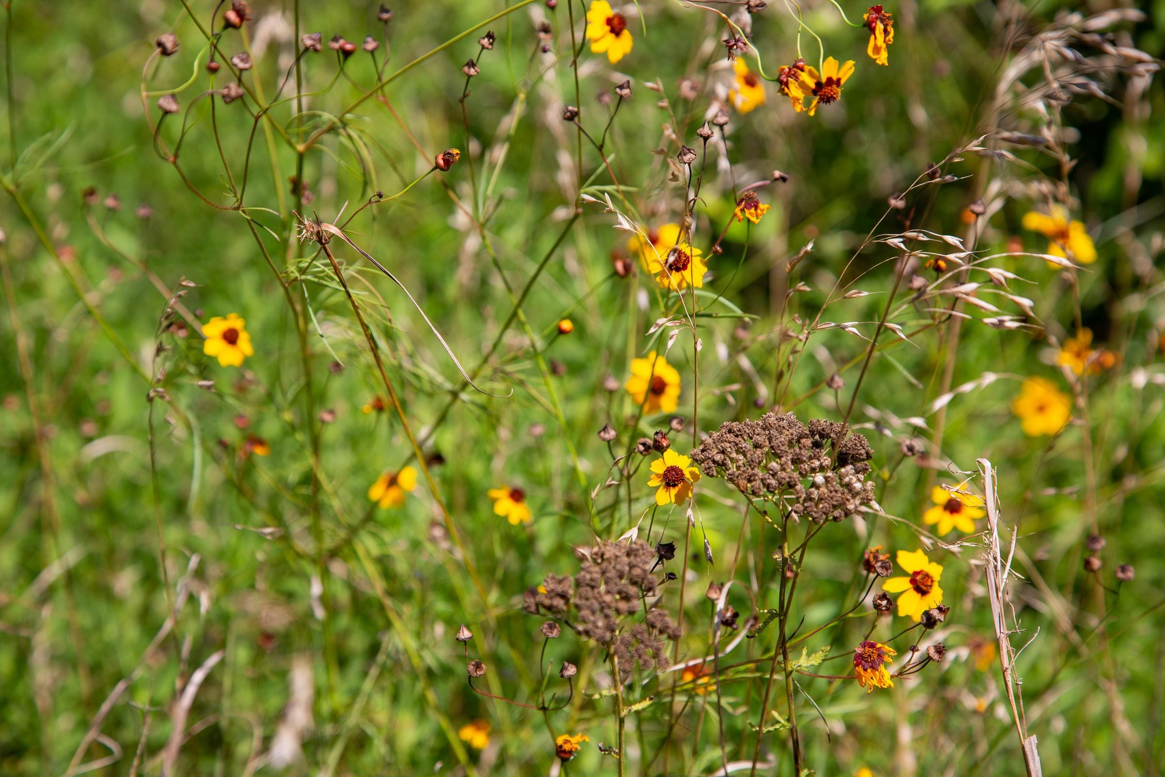 Tyler Stone Ranch Tract 39 photo 11