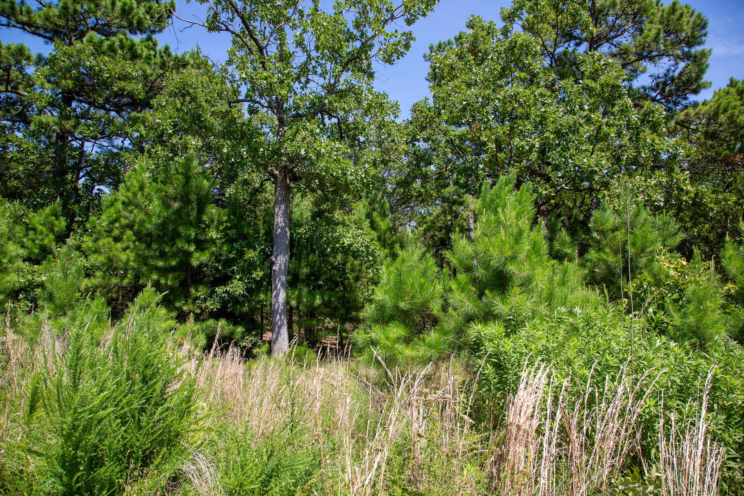 Tyler Stone Ranch Tract 39 photo 13