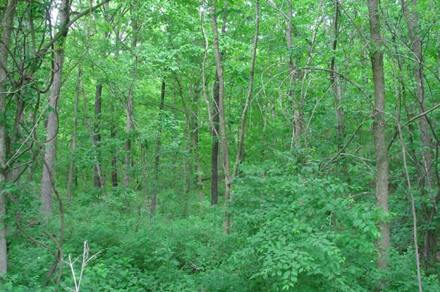 Whispering Oaks Tract 9 photo 1