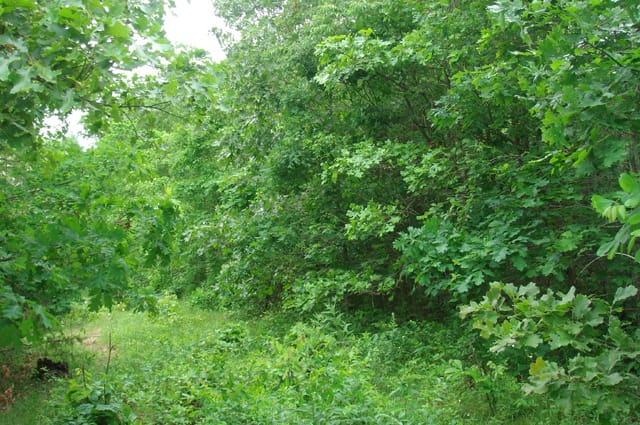 Whispering Oaks Tract 9 photo 5