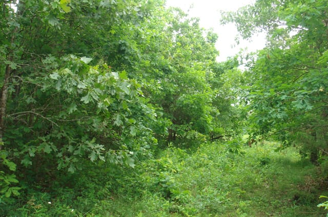 Whispering Oaks Tract 9 photo 6