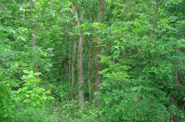 Whispering Oaks Tract 9 photo 7