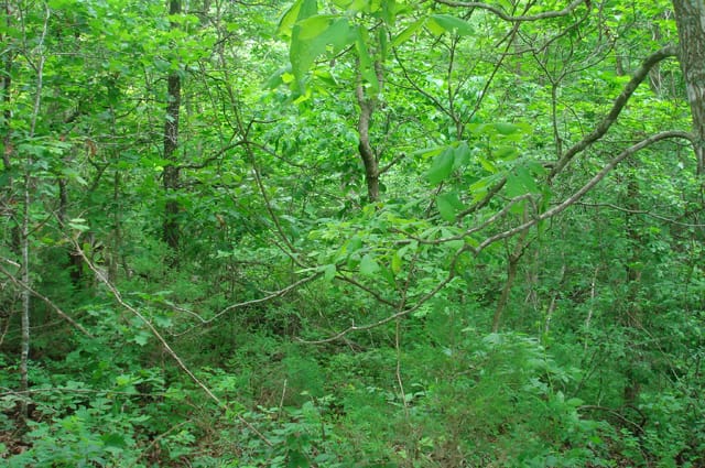 Whispering Oaks Tract 9 photo 8