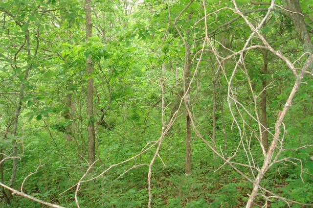 Whispering Oaks Tract 9 photo 9