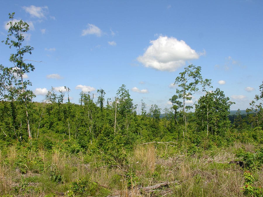 Antler Ridge Tract 2 photo 1