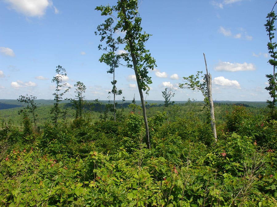Antler Ridge Tract 2 photo 4