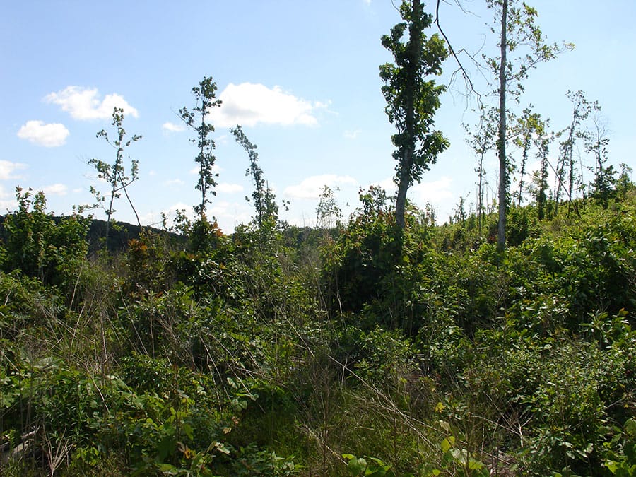 Antler Ridge Tract 2 photo 5