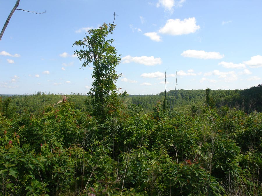 Antler Ridge Tract 2 photo 6