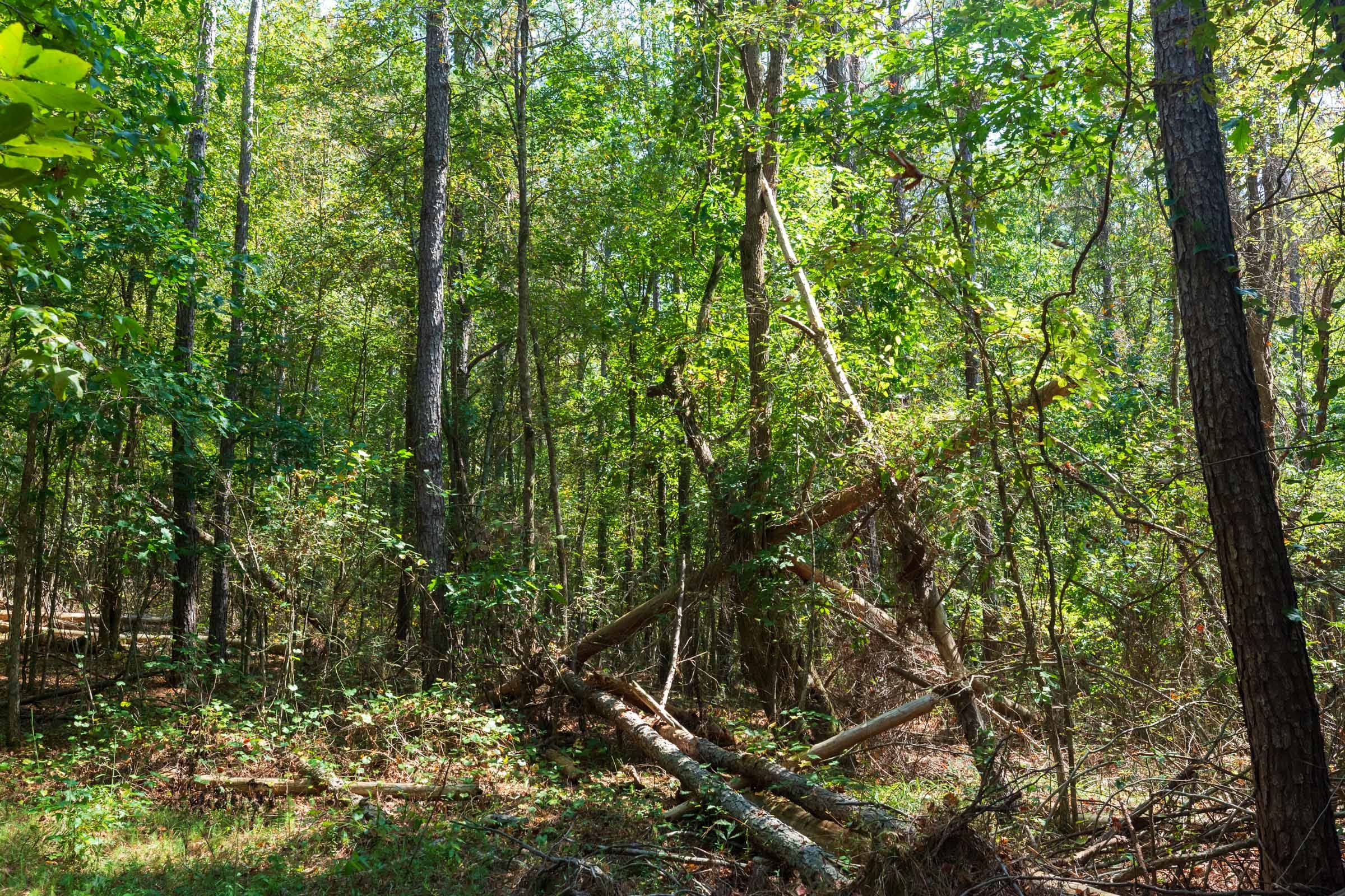 Willow Grove Tract 15 photo 10