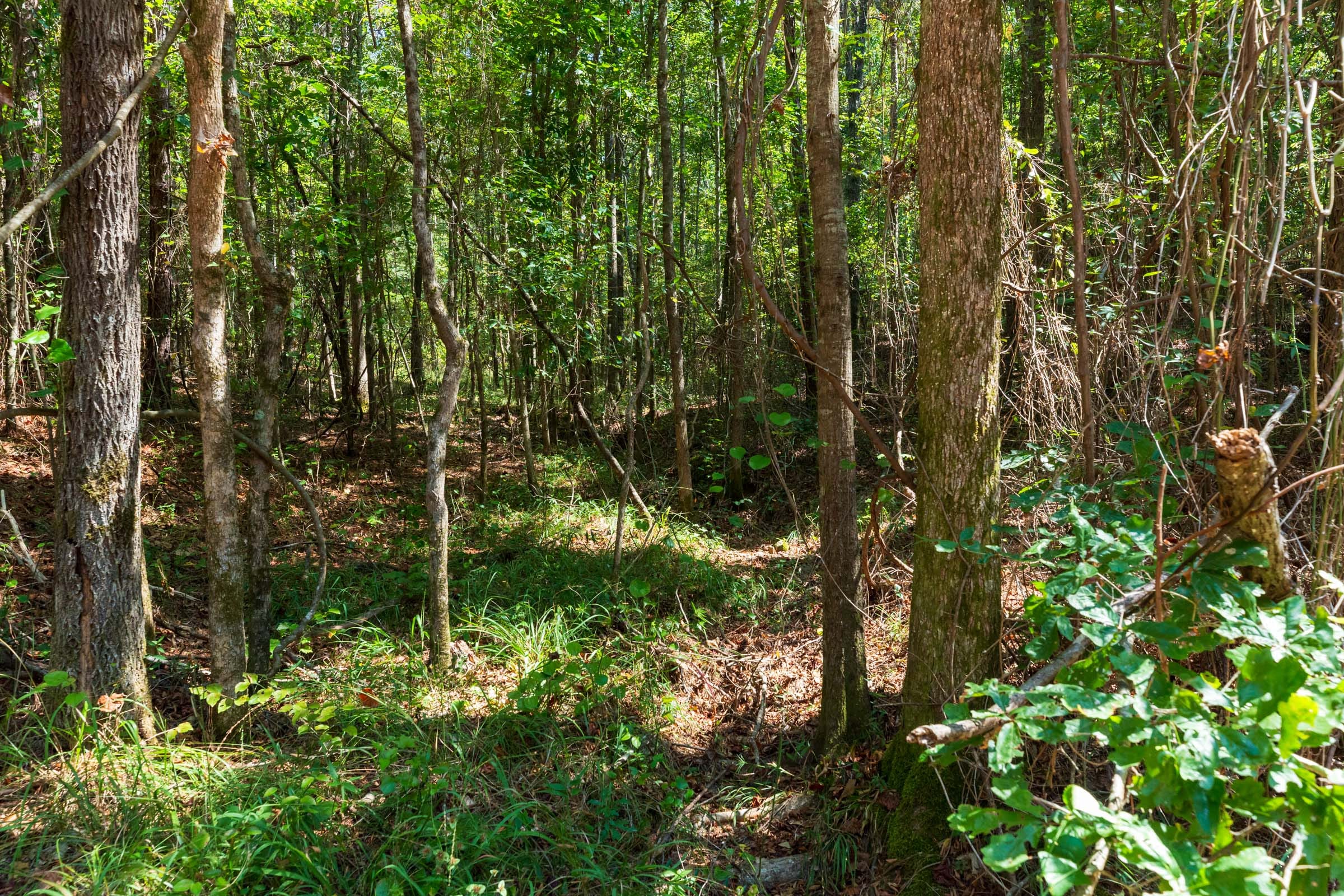 Willow Grove Tract 15 photo 5