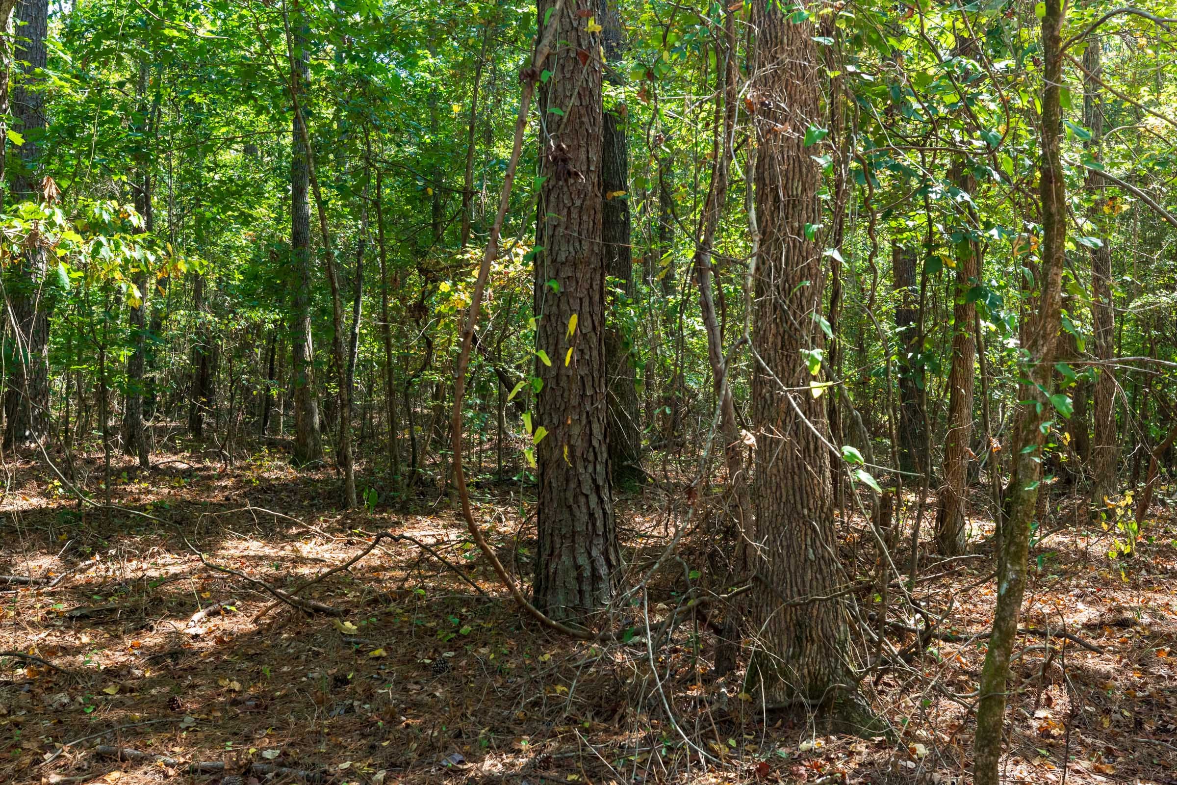 Willow Grove Tract 15 photo 6