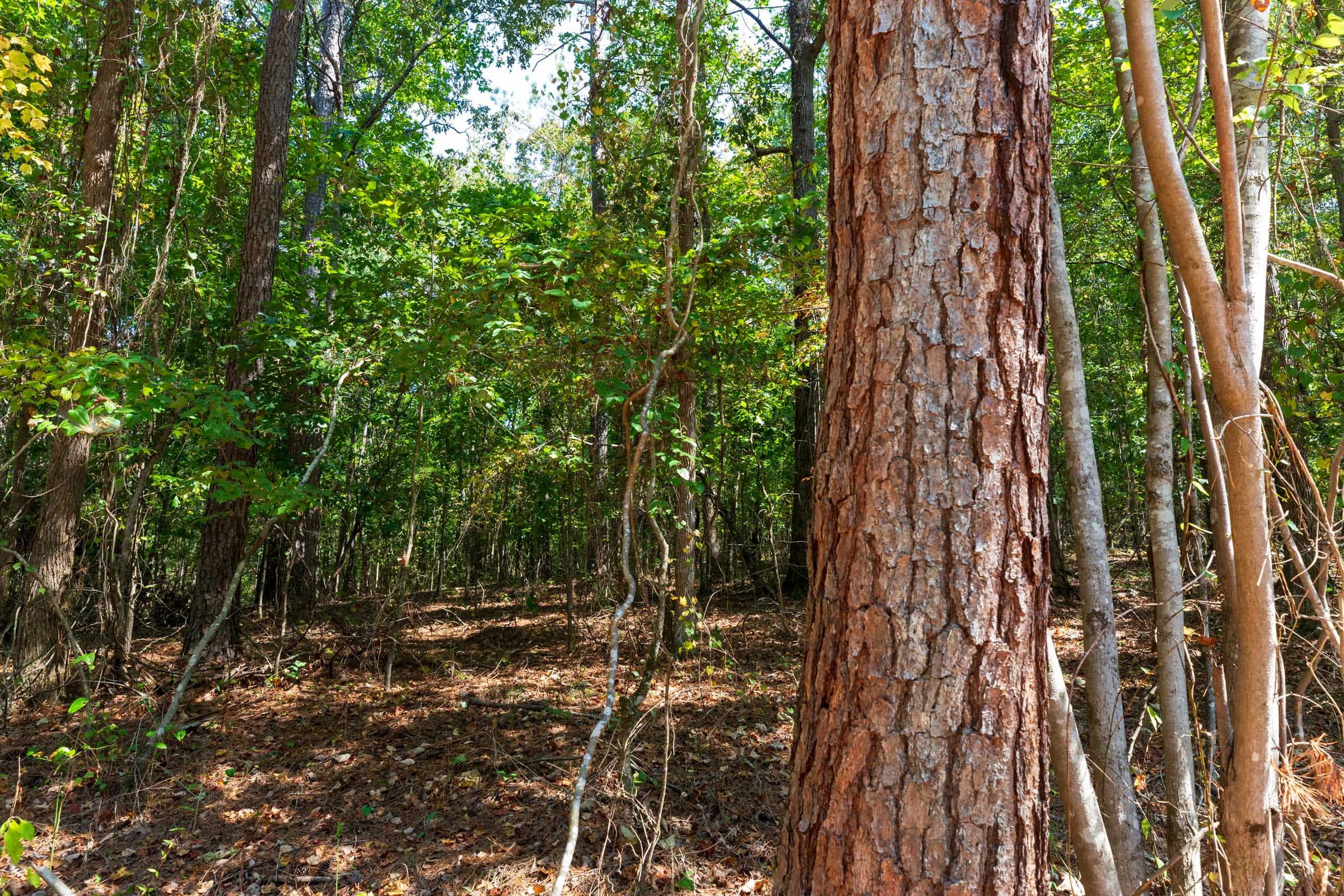 Willow Grove Tract 15 photo 2