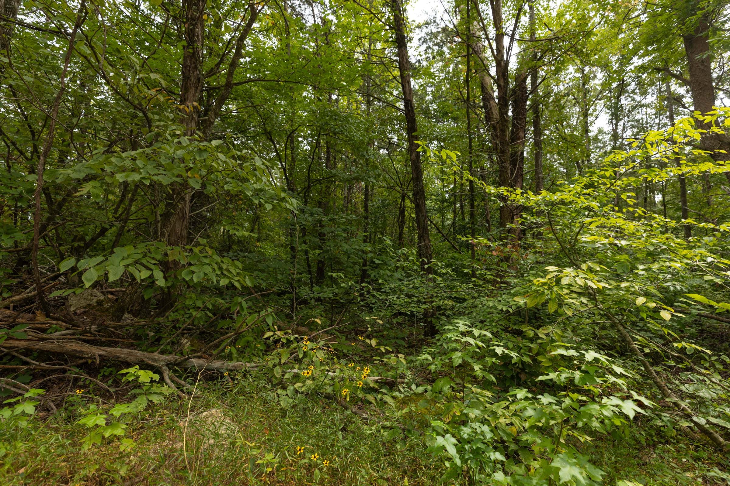 Big White Oak Tract 141 photo 12