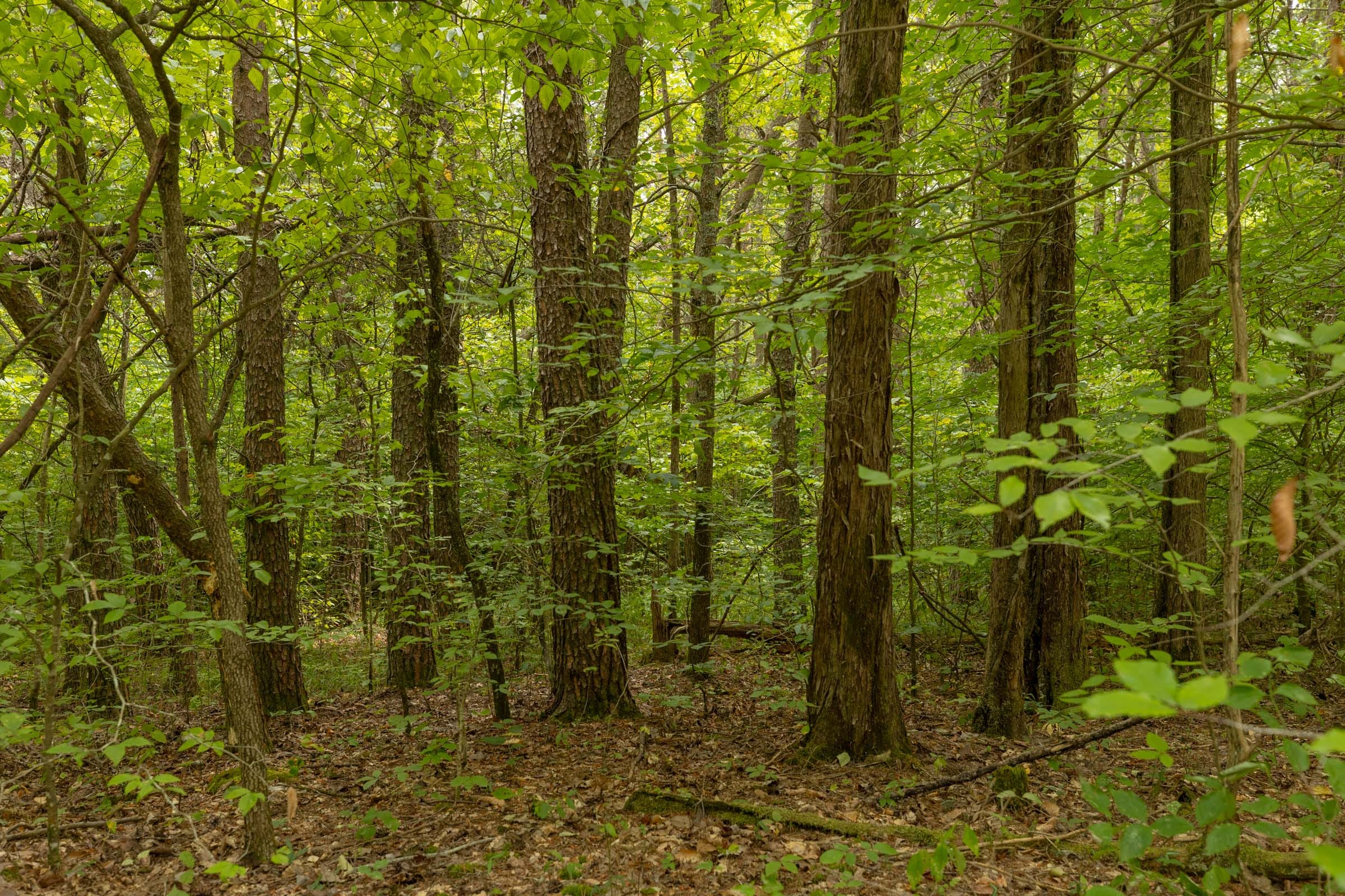 Big White Oak Tract 141 photo 11