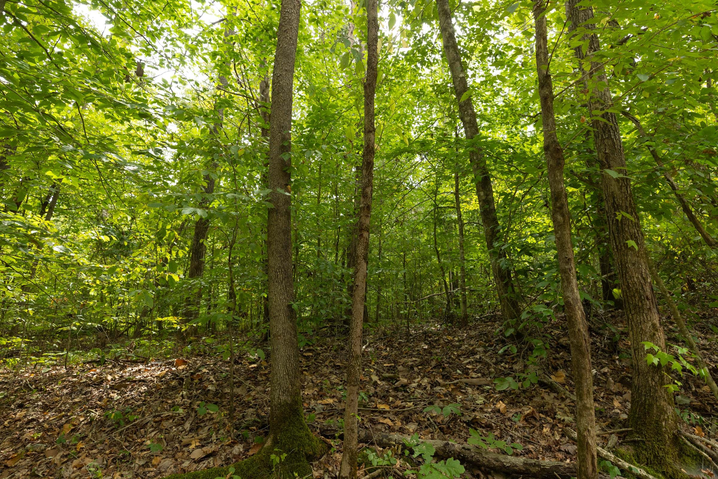 Big White Oak Tract 141 photo 9