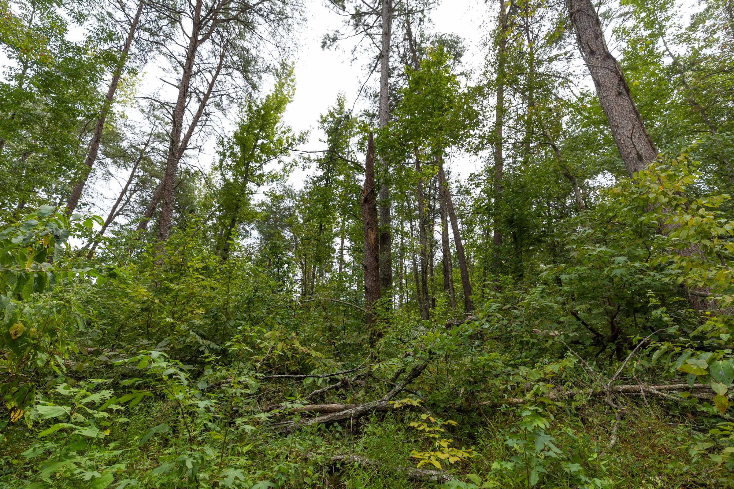 Big White Oak Tract 141 photo 8