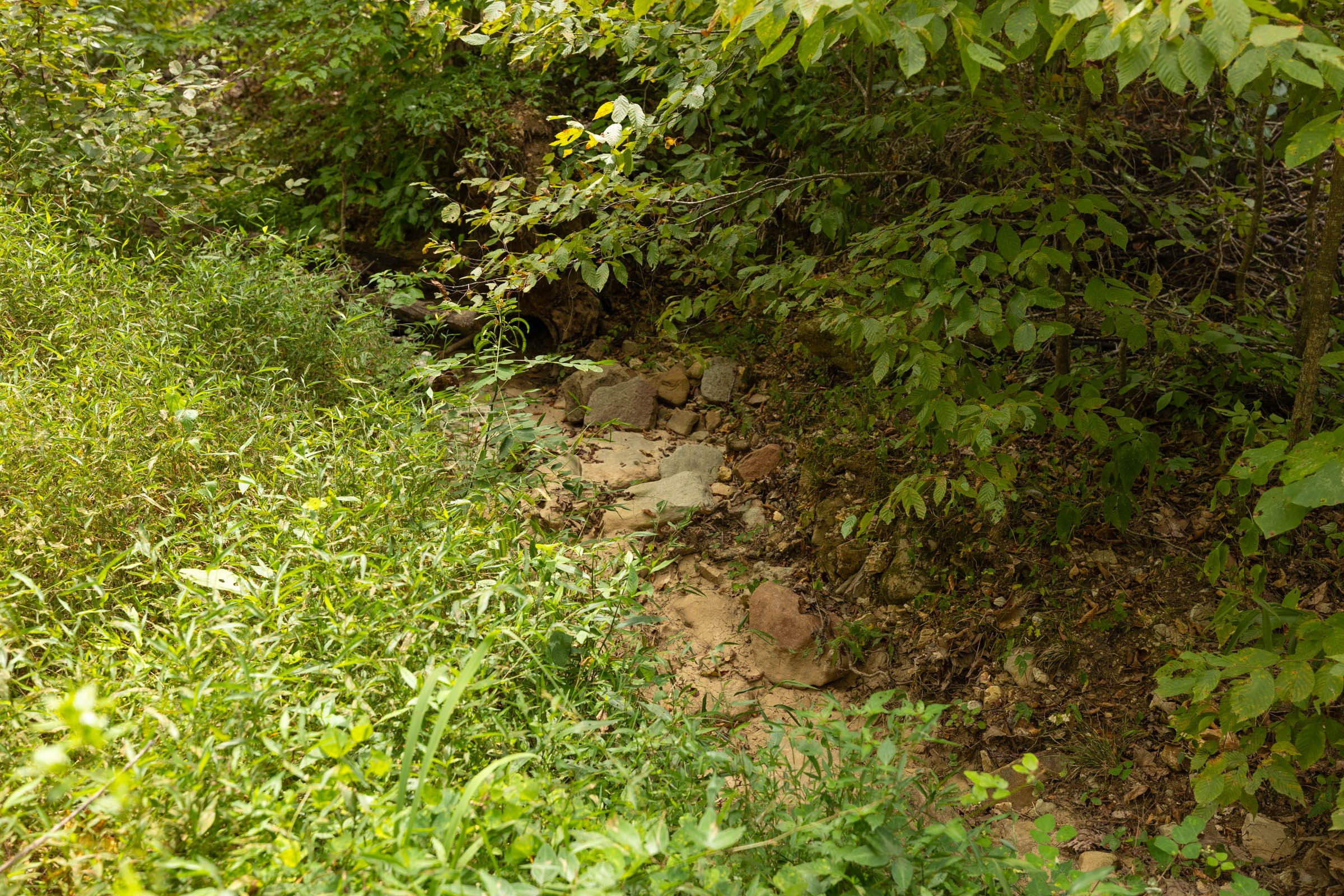 Big White Oak Tract 141 photo 2