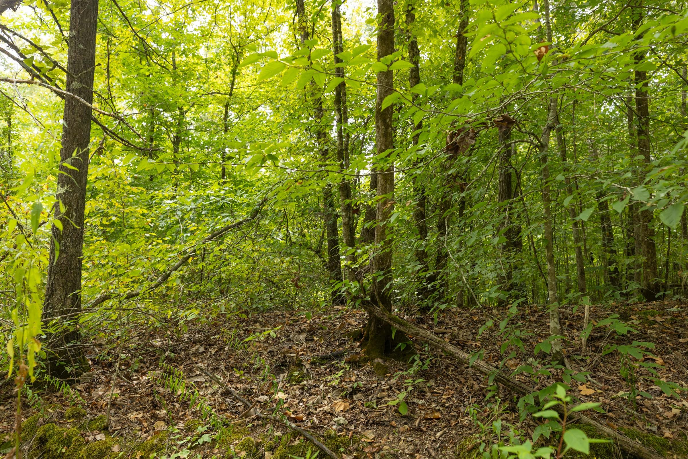 Big White Oak Tract 141 photo 7